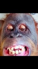 Des animaux très drôles