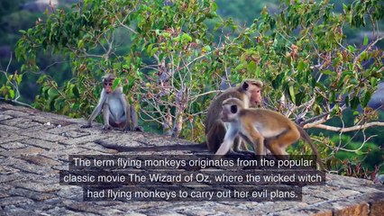 How to Cope With Narcissists and The Troop of Monkeys Who Fly to their Aid