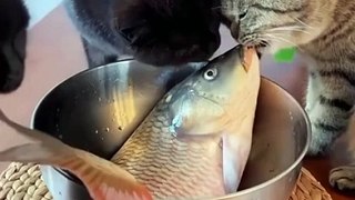 Cats Hunting and Devouring Live Fish - Hilarious Feasting Frenzy!
