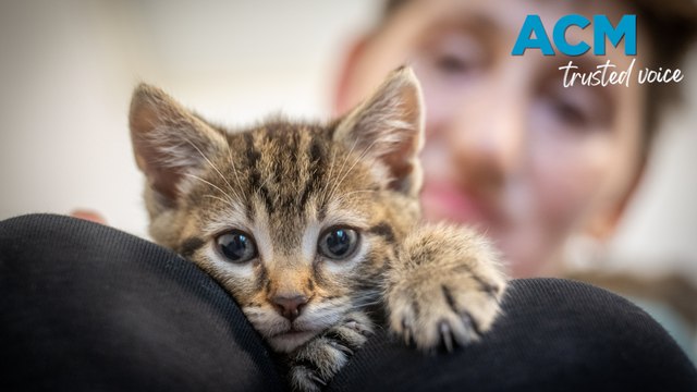Abandoned kittens rescued (10/3/24)