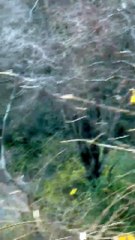 Tiger ST-15 mail was seen, tourists were happy...watch video