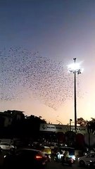 Gulbarga, An Evening. ll Jagat Circle. ll Beautiful Seen. ll Flying Birds.