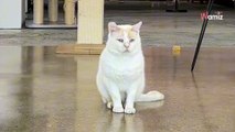 Ce chat blanc n’intéresse personne : une vidéo déchirante est postée pour tenter de lui trouver une famille