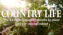 What Shrubs Have Colour All Year Round For Your Garden