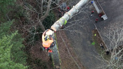 Tree climber's negative-rigging experiment results in negative safety