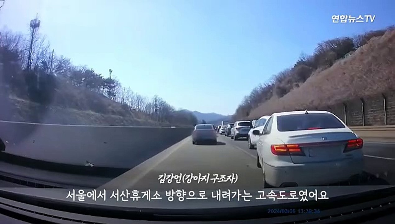 [다다를 이야기] 고속도로 위 울부짖는 사모예드…도로로 뛰어든 행인·유기한 견주