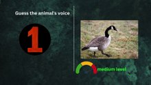 Guess the animal's voice