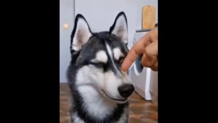 Funny cates and dogs ll funny catsll funny dogs 2024