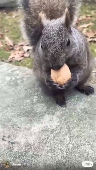 Squirrel ️