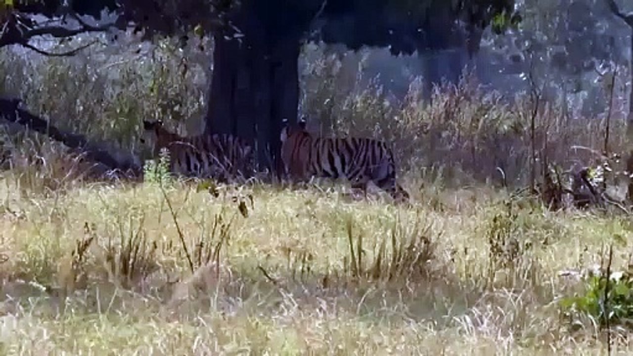 शावकों को बाघिन मोहनी से बचाने भिड़ी नीलम, एक-द...