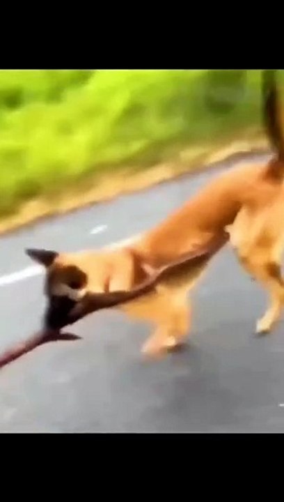 Crazy animals from the internet pt.12 (follow me   )