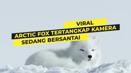 Arctic Fox sedang bersantai