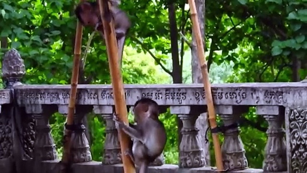 Two Smart Baby Monika and Bella Jump Racing On the Bamboo (720p_25fps_H264-192kbit_AAC)