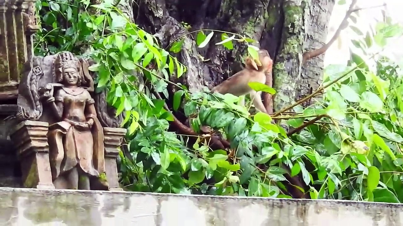 Very Dangerous, Little SACKY Is Warning By Teenage Monkey on High Tree (720p_25fps_H264-192kbit_AAC)