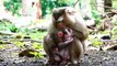 Very hard to see mother Molia mistreats Monaco baby, Molia bite baby to hug and have milk (720p_30fps_H264-192kbit_AAC)