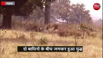 Download Video: Tiger Fight Rare Video Kanha Tiger Reserv