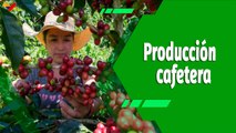 Cultivando Patria | Municipio Tovar potencia en producción cafetera