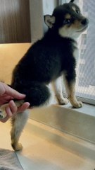 A video of a female celebrity taking a shower leaked out. You must watch the contrast until the end