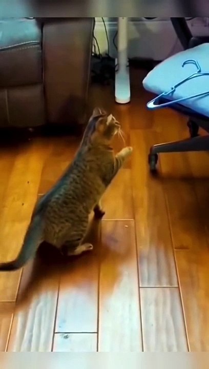 Funny videos