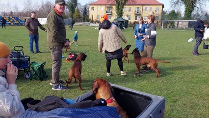 36. Krajowa Wystawa Psów Rasowych w Choceniu