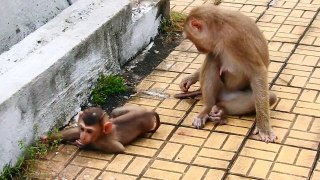 What Lovely, ROCKSTAR Run Full Speed to HELP Little Monkeys to be fighting From Elder Monkeys (720p_25fps_H264-192kbit_AAC)