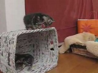 Chatons 2008 1 mois