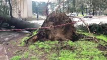 Maltempo, alberi caduti a Segrate e San Donato