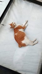 cute cat