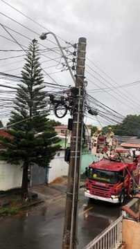 Firefighters Rescue A Cat Stuck in a Tall Tree
