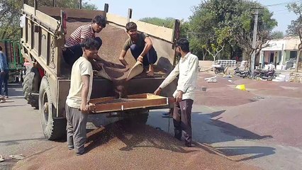 सरसों के 25 हजार कट्टों की आवक से मंडी हुई गुलजार, एक दिन में पांच करोड़ का कारोबार