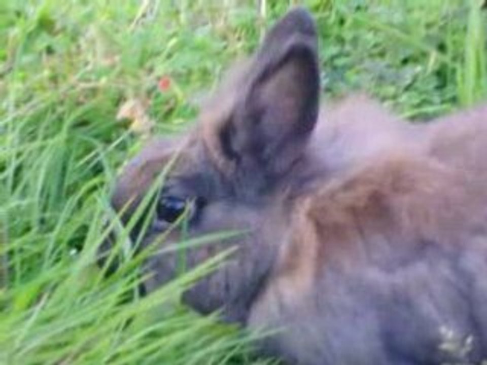mes lapins chéris Fifille et elio....