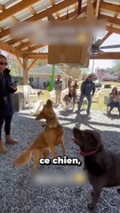 Ils ont réussi à libérer toutes les balles !