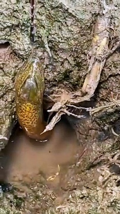 Eel catching