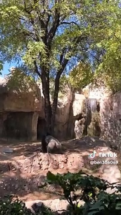 Tratadores tentam escapar de gorila solto em zoológico. "Deus a ajude"