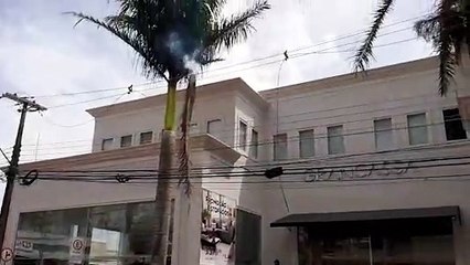 Galho de coqueiro cai em fios e provoca curto-circuito no Centro