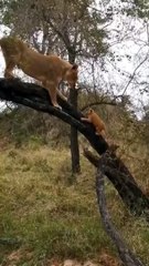 Today’s Lesson Tree Climbing