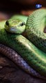 Encuentran un posible antídoto universal para mordeduras de serpientes | La buena noticia