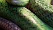 Encuentran un posible antídoto universal para mordeduras de serpientes | La buena noticia