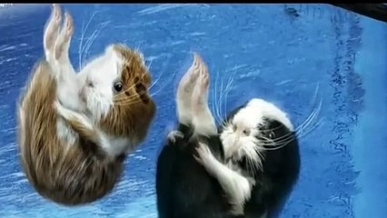 Loài cá kỳ lạ có đầu nhìn xuyên thấu