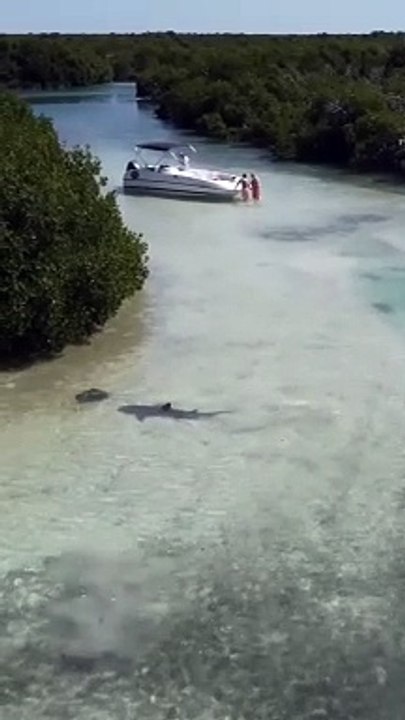 Un requin attaque une raie pastenague