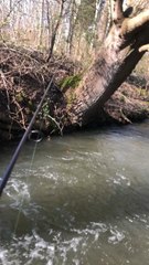 Gardon de début de saison #pêche