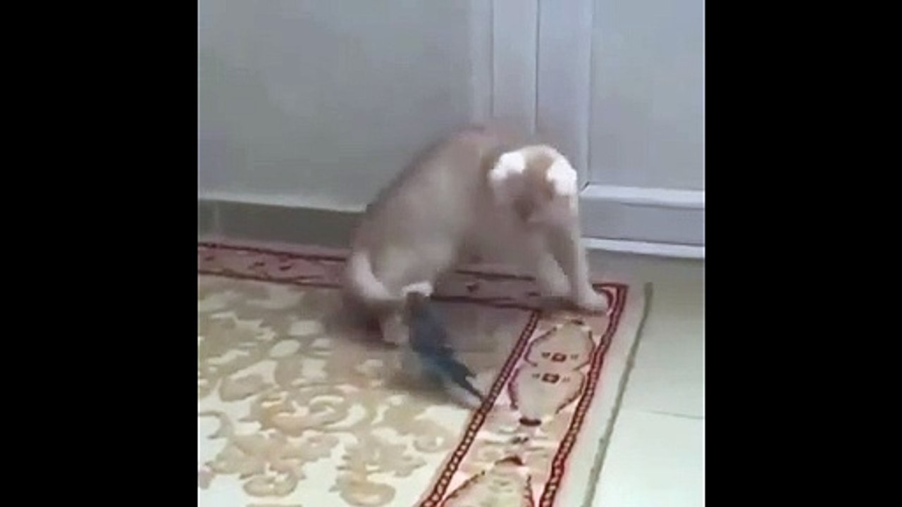 funny amazing animal2