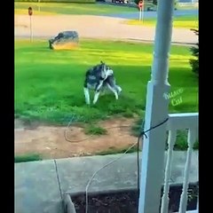 Funniest Animals Eve - Awesome Funny Animals' Life Videos - Funniest Pets