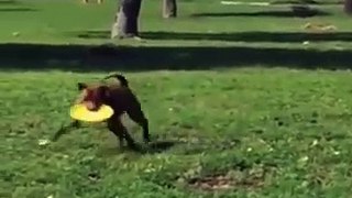 Funniest Animals Eve  - Awesome Funny Animals' Life Videos - Funniest Pets