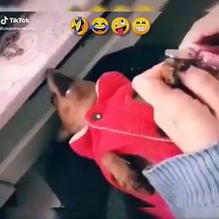 Funniest Animals  - Funny animal videos can't help but laugh 2024  - Cutest Animals Ever