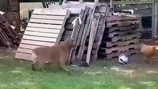 Funniest Animals Ever - Awesome Funny Animals' Life Videos - Funniest Pets