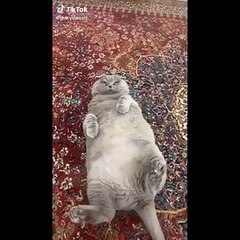 Funniest Dogs And Cats Ever  - Best Funny Animal Videos Of The 2024