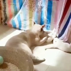 Funniest Dogs And Cats Ever  - Best Funny Animal Videos Of The 2026