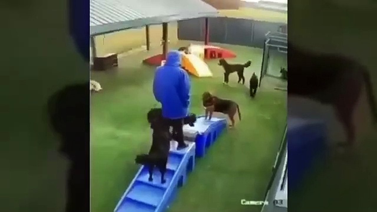 It's To LAUGH When Watching This Video Of The FUNNIEST ANIMALS On Earth  - Funniest Animals Ever