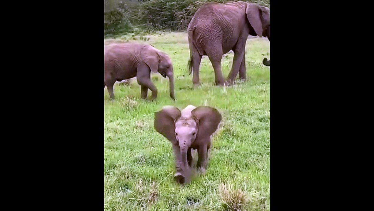 funny amazing animal3